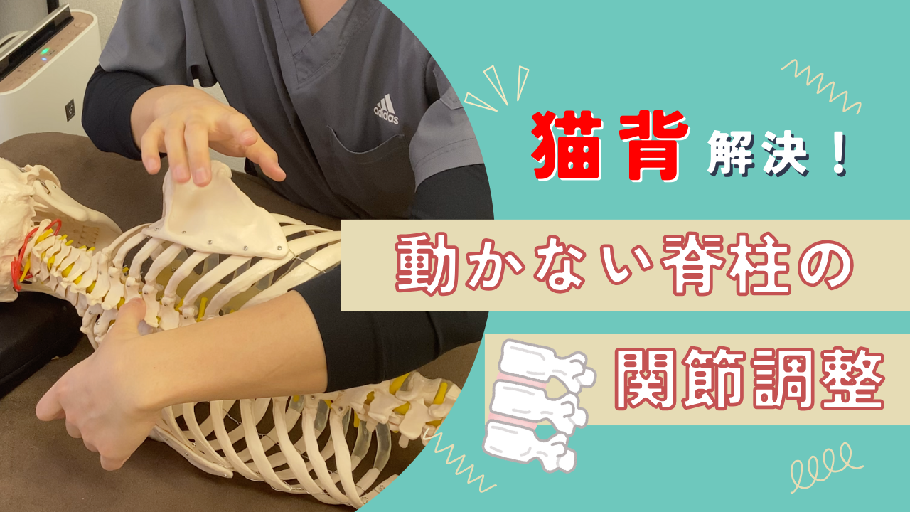 【必須】老若男女!円背傾向の腰痛持ち全員にやらないといけない胸椎の関節調整テクニック!