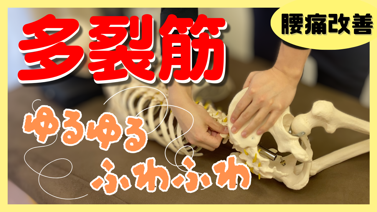 【腰痛治療】ガチガチの多裂筋がゆるゆる!腰部が硬い人にやるべき多裂筋のストレッチ&リリーステクニック!