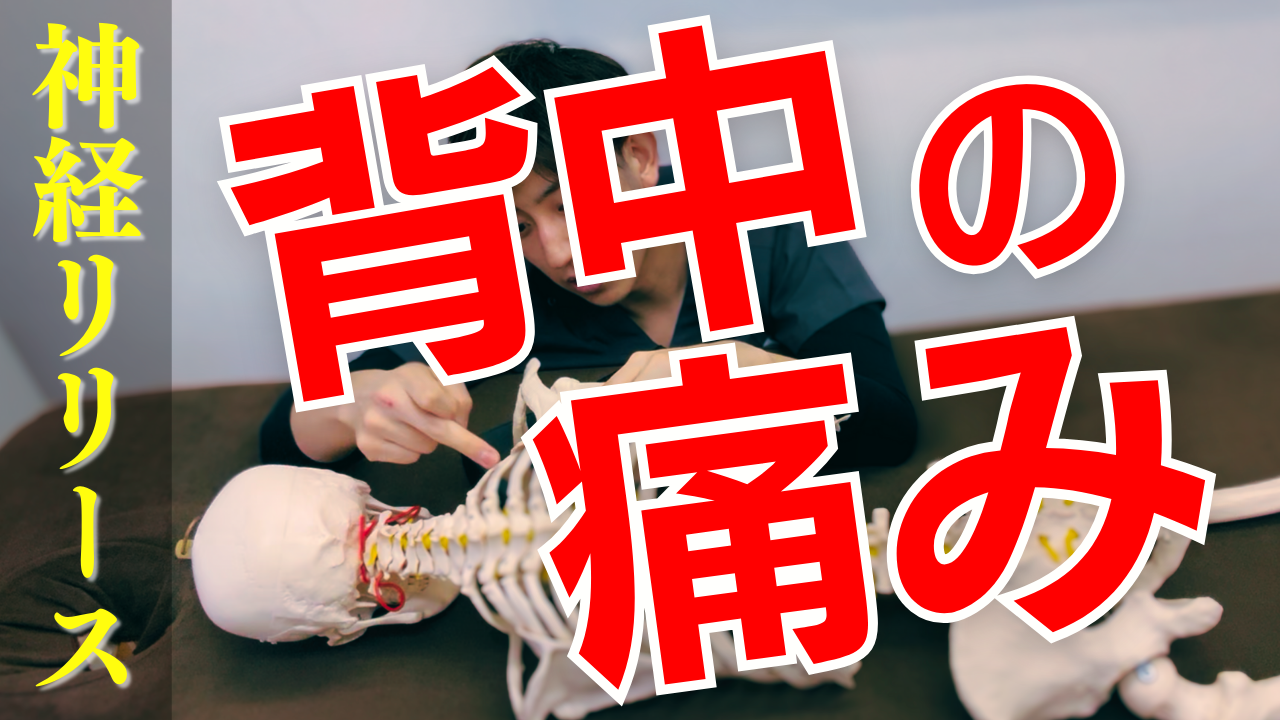 デスクワーカーに！背中の痛み・痺れをなくす”肩甲背神経”のリリーステクニック