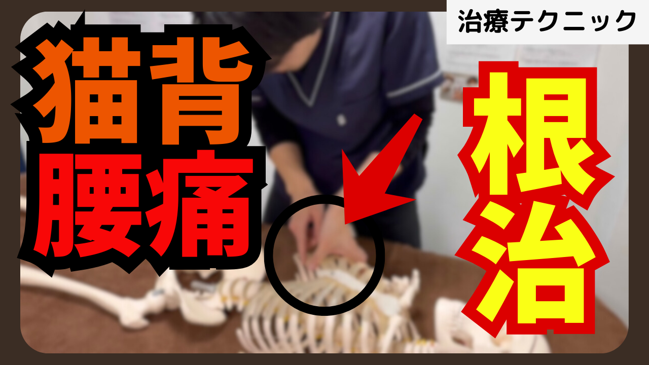 猫背腰痛はこの治療が必須！横隔膜のリリーステクニックを解説！！